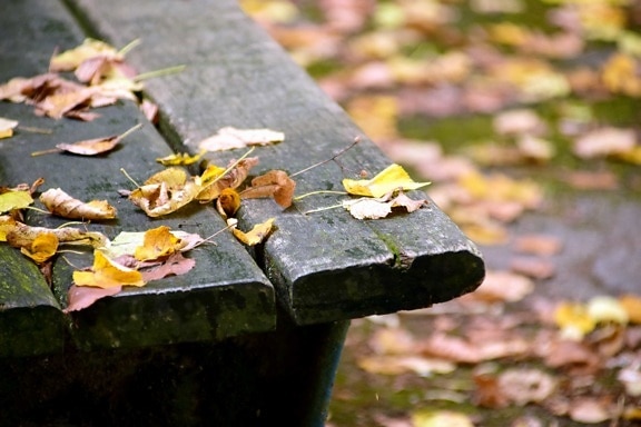 树, 叶子, 木板, 长凳, 公园, 自然, 室外, 秋天