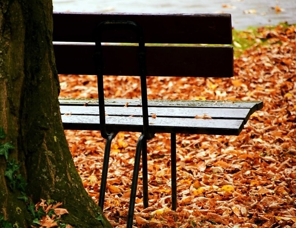 wood, leaf, nature, autumn, tree, outdoor, bench, park
