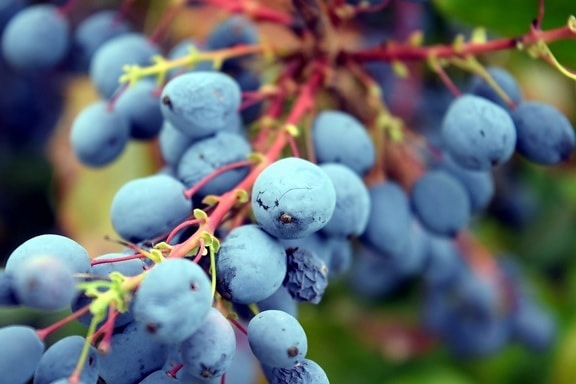 Natur, Obst, Sommer, Pflanze, Trauben, Weingut, Weintraube, Landwirtschaft