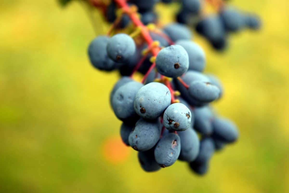 fruit, nature, macro, blue, herb, branch, leaf, berry