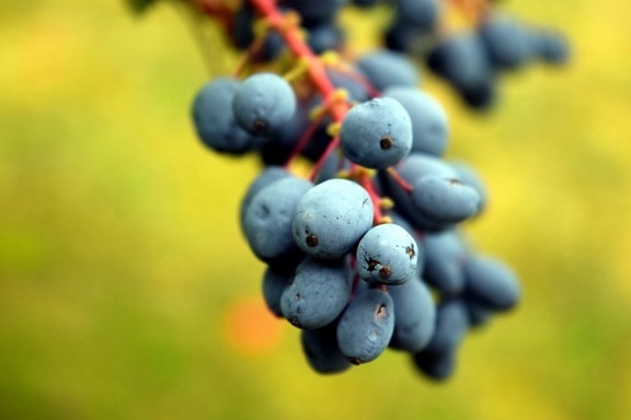 Obst, Natur, Makro, blau, Kraut, Zweig, Blatt, berry