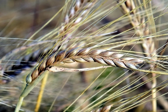 ライ麦、わら、農業、種子、穀物、自然、フィールド
