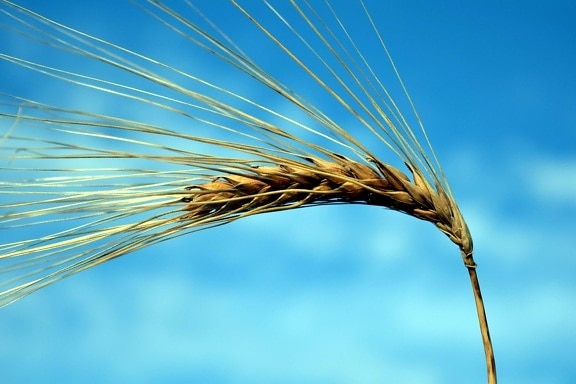 cereales, semillas, paja, plantas, agricultura, cebada, cielo azul