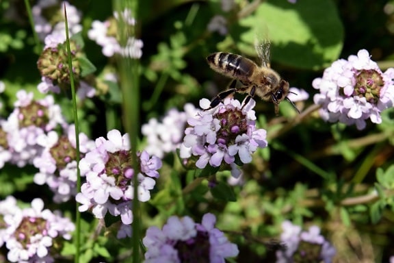 насекомо, лято, природа, пчела, флора, цвете, Градина, билки