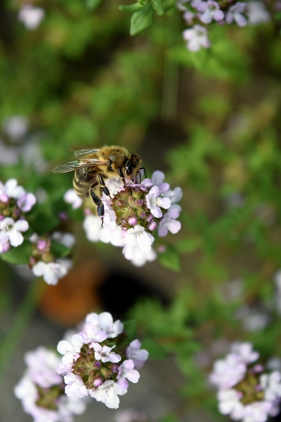 serangga, alam, penyerbukan, lebah, musim panas, serbuk sari, bunga