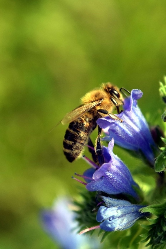 bunga, penyerbukan, serbuk sari, lebah, makro, alam, musim panas, serangga