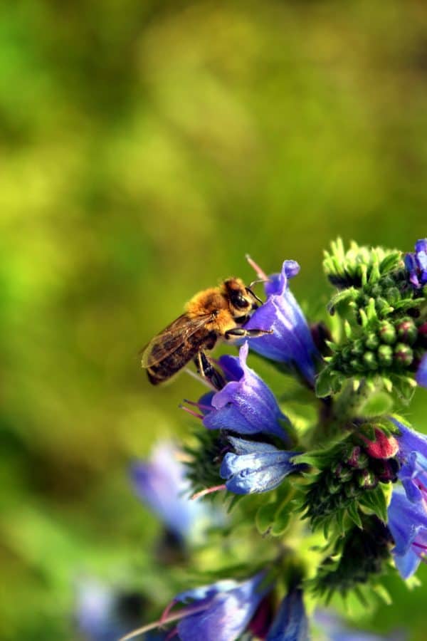 bee, flower, summer, nature, insect, herb, plant, garden