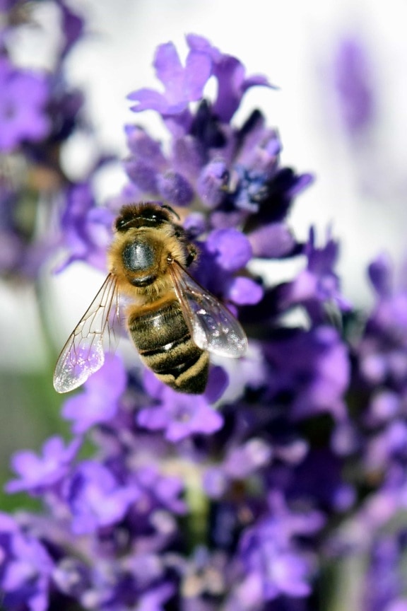 ธรรมชาติ ผึ้ง บิน เกสร ผสมเกสร ดอกไม้ แมลง ฤดูร้อน