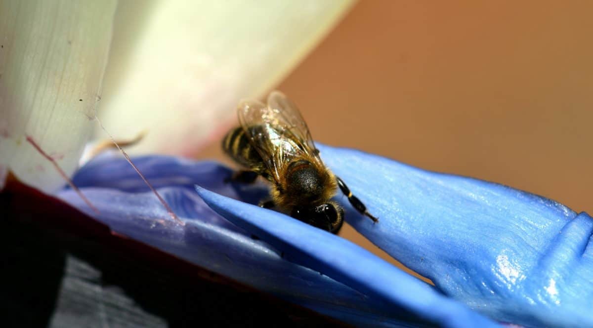 Природа, насекомое, членистоногих, пчела, макро, детали, животное
