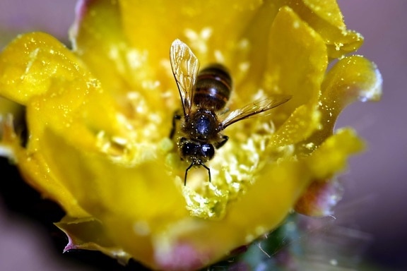 bee, pollen, nectar, pistil, nature, insect, arthropod