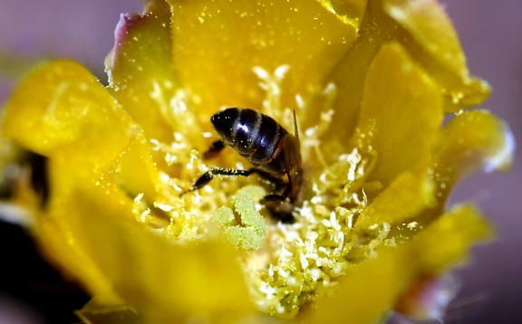 insekt, bee, pollen, blomma, natur, leddjur, växt