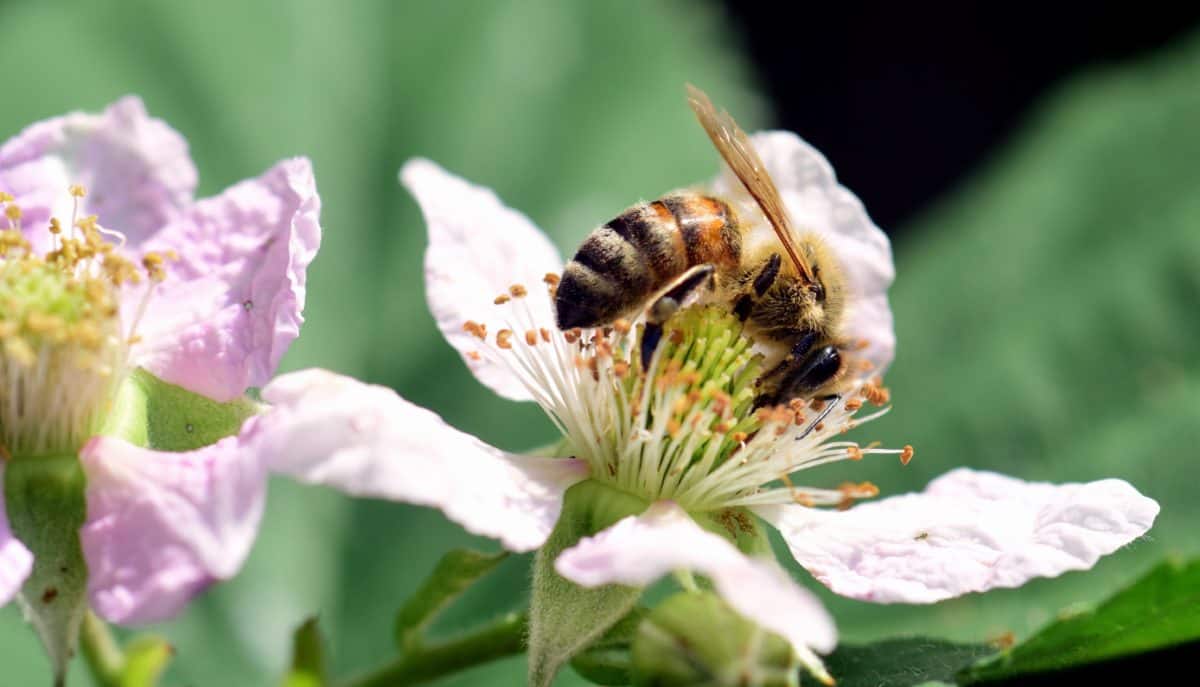 Bee, insekt, blad, makro, pollen, flora, pollinering, blomst, natur