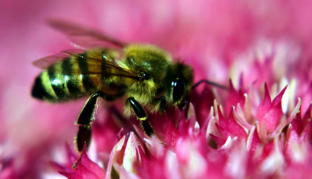 Bee, natur, pollen, makro, blomst, sommer, insekt, urt, plante