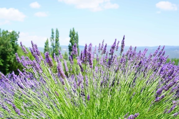 Flora, kenttä, maaseutu, luonto, kukka, kesällä, laventeli