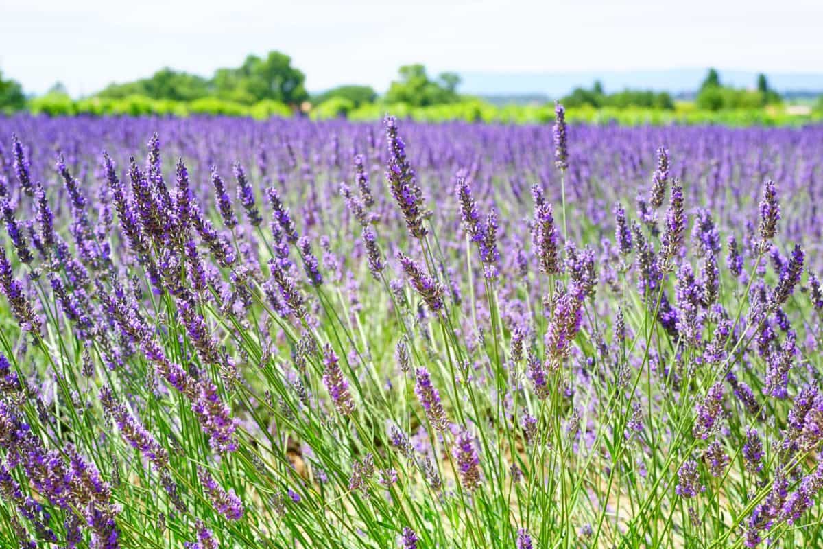 Lavender, bunga, pedesaan, pertanian, ramuan, flora, musim panas, Lapangan, alam
