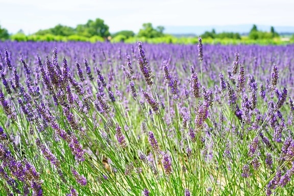 Lavendel, Blumen, Landschaft, Landwirtschaft, Kraut, Flora, Sommer, Feld, Natur
