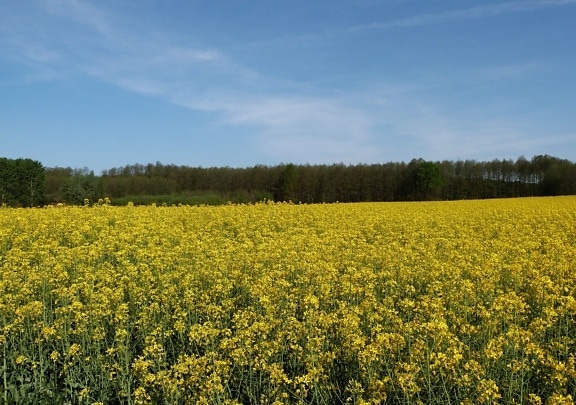 landscape, field, agriculture, oilseed, seed, daylight, blue sky, outdoor