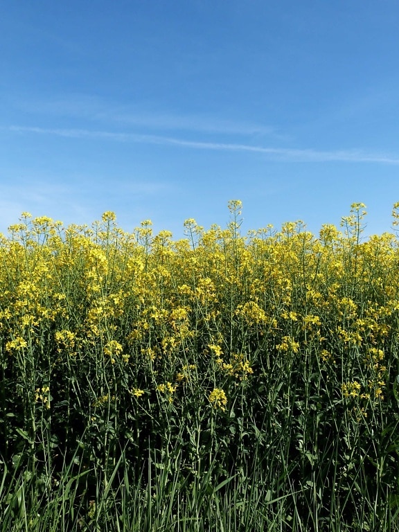 field, nature, agriculture, sky, summer, herb, rapeseed, oilseed