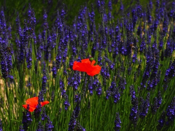 ดอกไม้ ธรรมชาติ ฟิลด์ ลาเวนเดอร์ พืช สวน สมุนไพร ดอกไม้ป่า