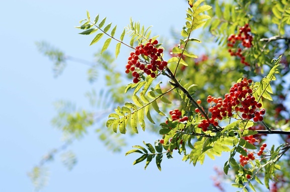 nature, tree, berry, flora, branch, leaf, summer, plant, leaves