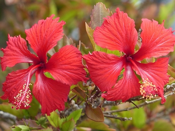 ดอกไม้สีแดง ชบา ฟลอรา สวยงาม ธรรมชาติ ฤดู ร้อน ใบ สวน