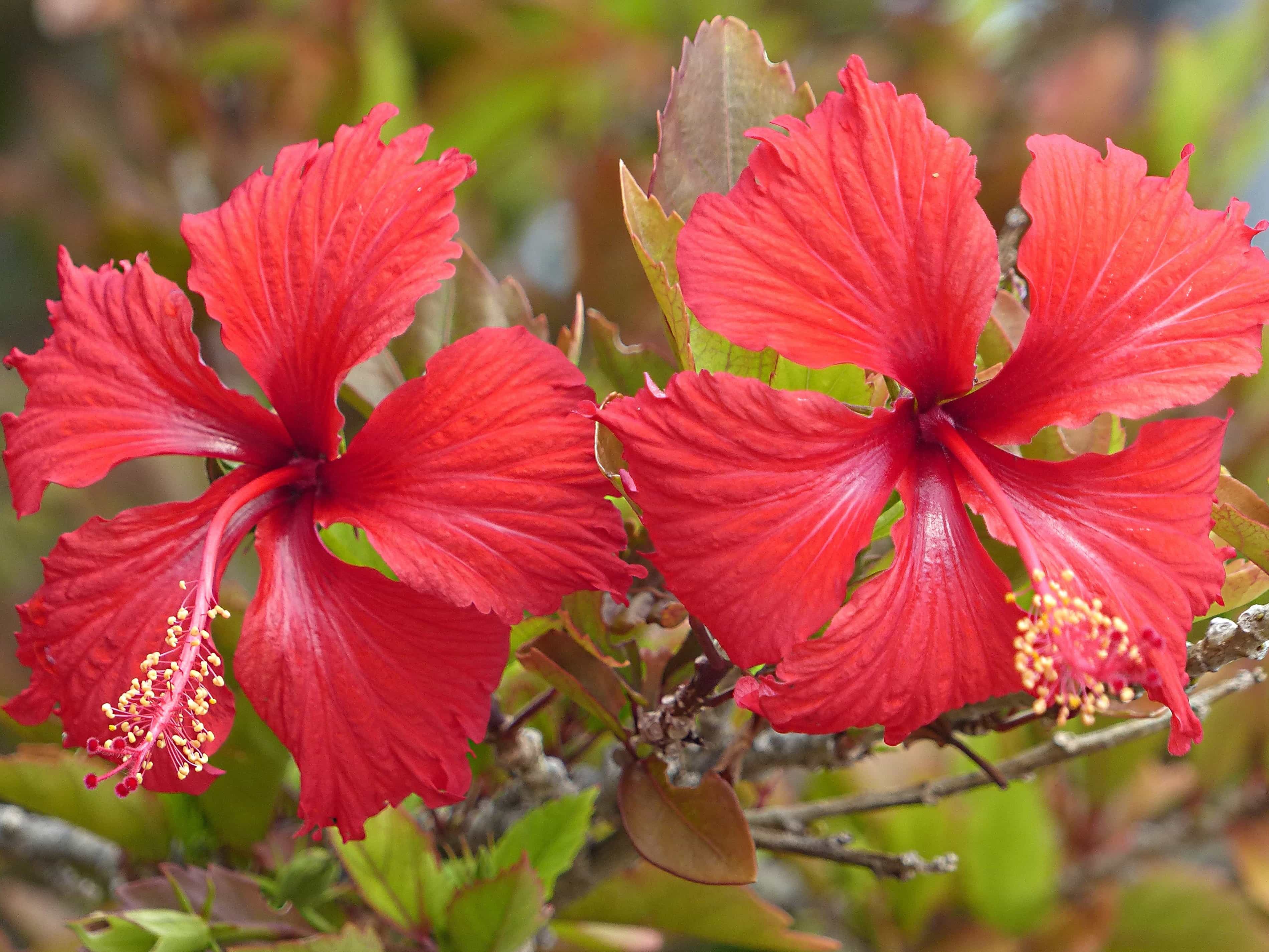 フリー写真画像 ハイビスカス 動植物 美しい自然 赤い花 夏 葉庭