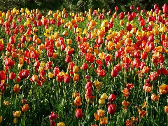 Tulip, flora, blomma, kronblad, trädgård, fält, dagsljus, sommar, natur