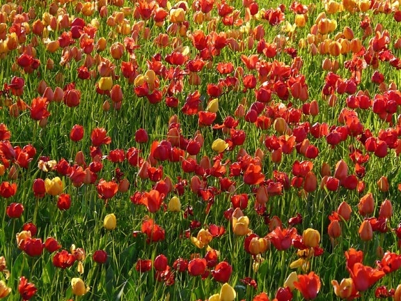 nature, field, horticulture, flower, summer, flora, grass, garden, tulip