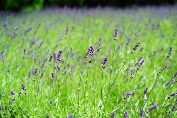flora, lavender, daylight, field, agriculture, nature, summer, countryside, flower
