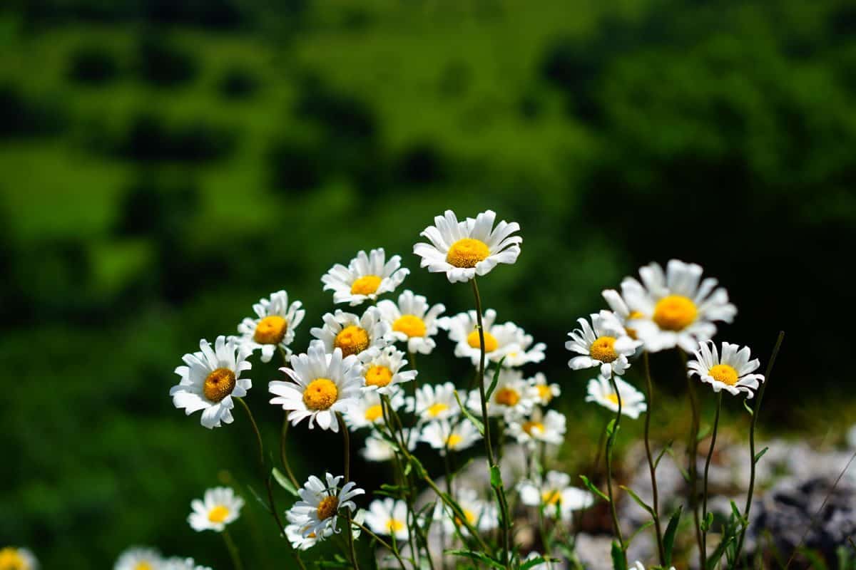หญ้า ดอกคาโมไมล์ ฟิลด์ ดอกไม้ ฤดูร้อน พืช ธรรมชาติ สมุนไพร
