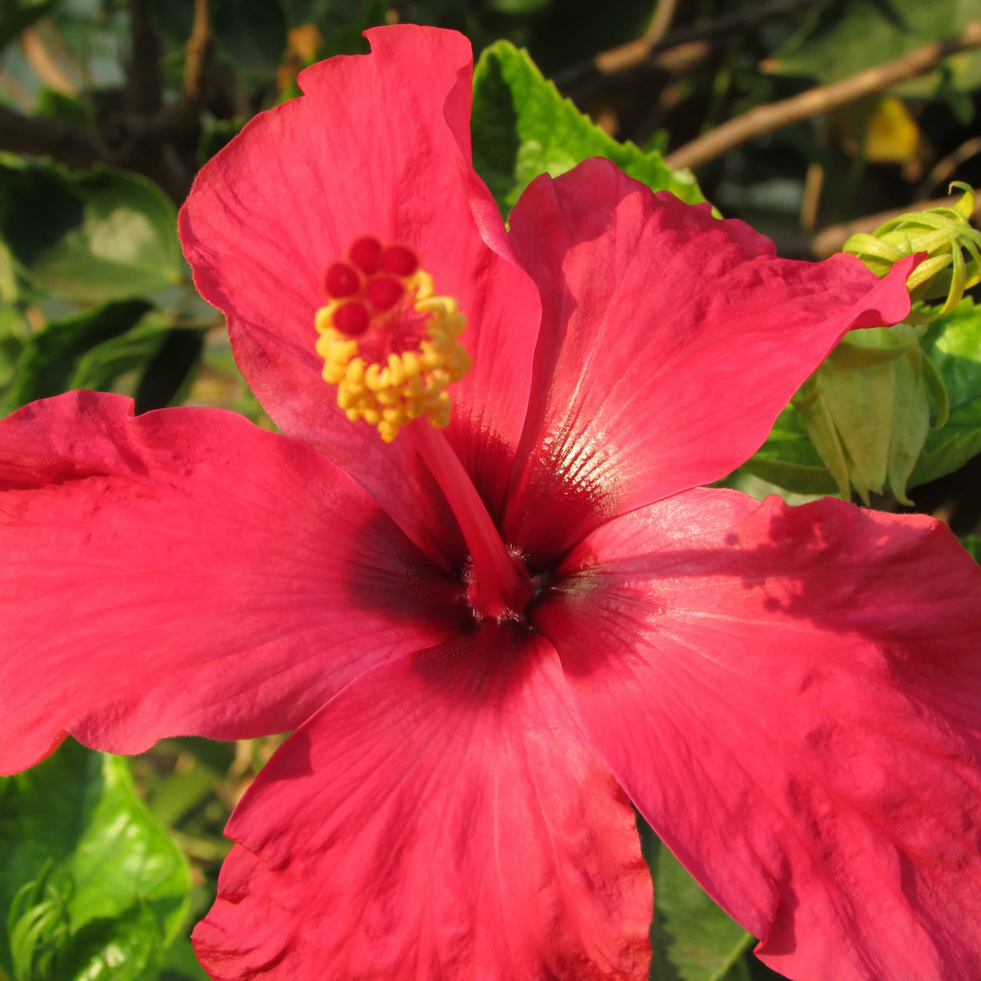 フリー写真画像 マクロ 詳細 赤 庭 花弁 夏 自然 ハイビスカス 花 葉 植物