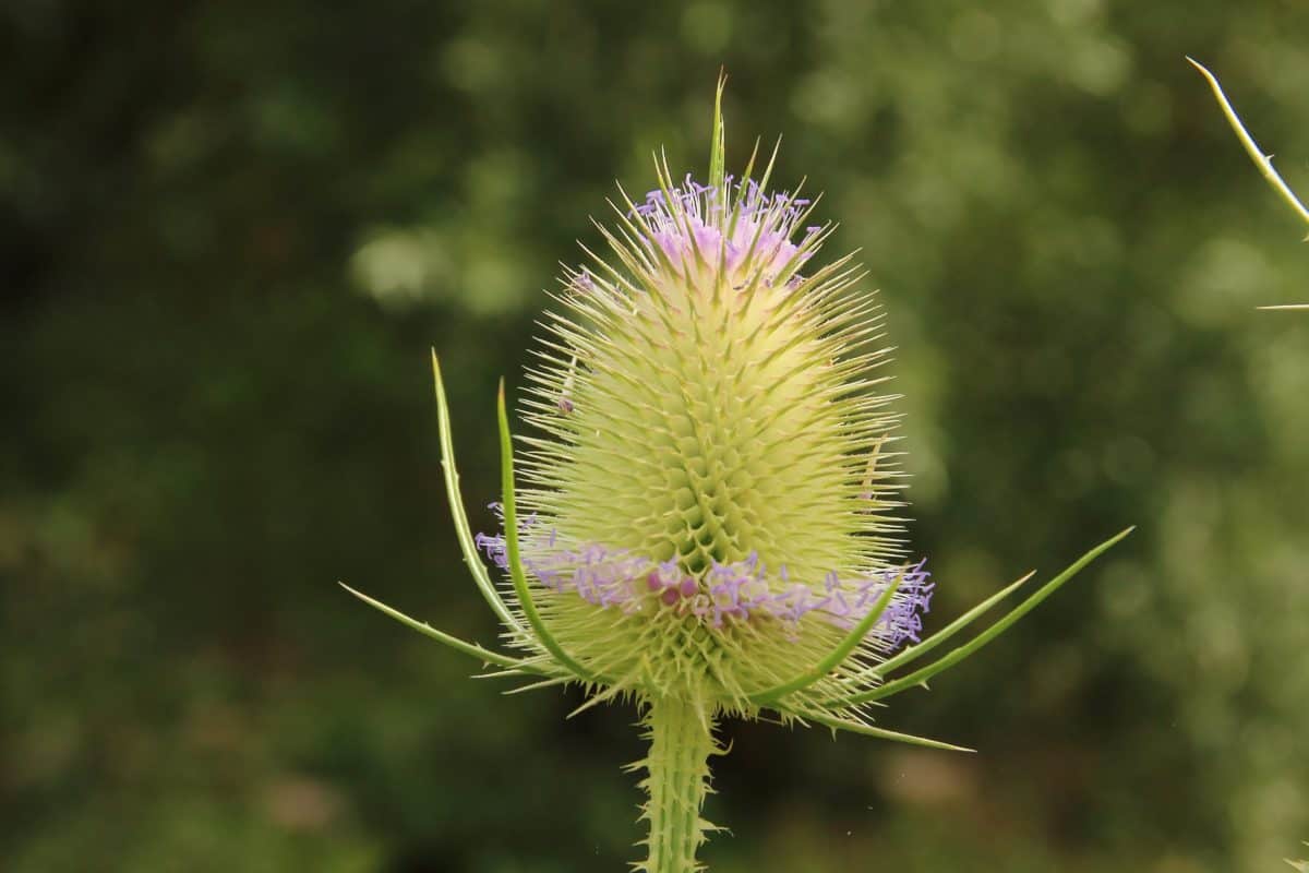 flora, summer, flower, nature, herb, plant, thistle, macro, outdoor