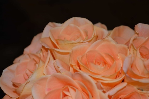 bouquet, petal, flower, rose, petal, macro, photo studio, indoor