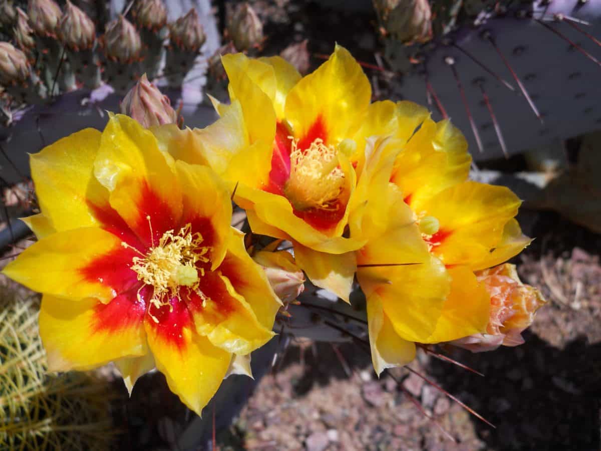 Cactus, natura, fiore, flora, foglia, erba, pianta, petalo, fiore