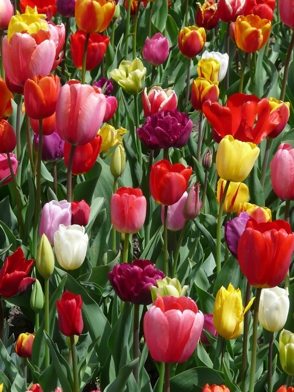Sân vườn, tulip, mùa hè, bản chất, thực vật, lá, Hoa, cánh hoa