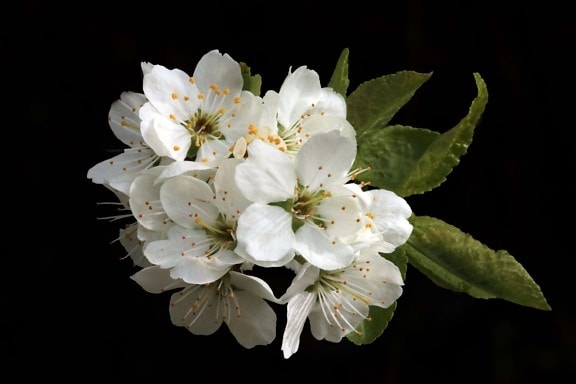 macto ธรรมชาติ ฟลอรา ต้นเชอร์รี่ ใบ กลีบดอก ดอกไม้ พืช