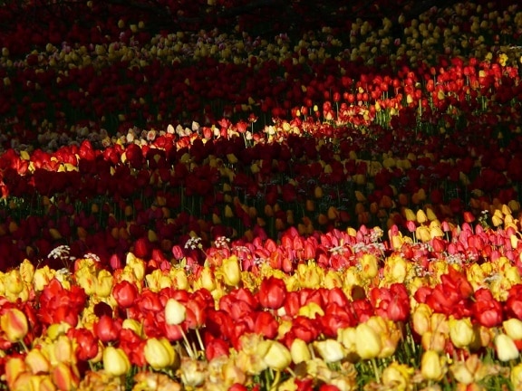 blomst, tulip, anlegg, blomster, hage, felt