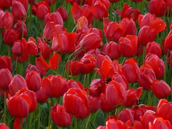 Tulip, natur, hage, leaf, flora, tulip, feltet, rød blomst, plante