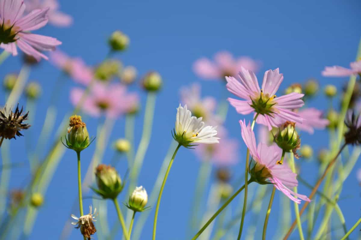 Blume, Flora, Feld, Natur, Sommer, blauer Himmel, Kraut, Pflanze, Blüte