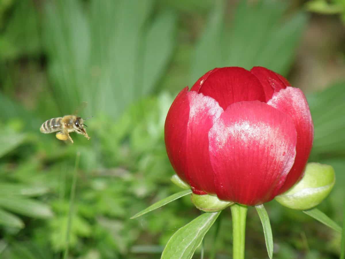 peony flower, leaf, summer, nature, insect, bee, red flower, garden, flora