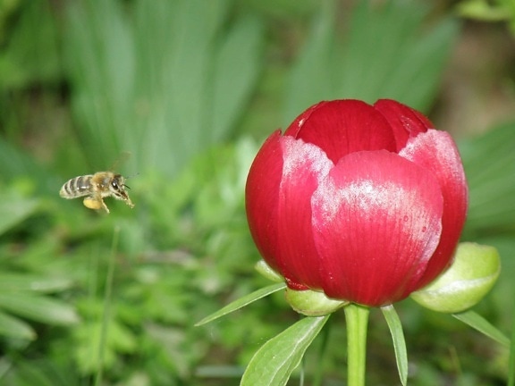 ดอกโบตั๋น ใบ ฤดูร้อน ธรรมชาติ แมลง ผึ้ง ดอกไม้สีแดง สวน พืช