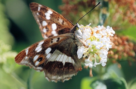 bezstavovcov, príroda, hnedá, motýľ, hmyzu, moth, leto, voľne žijúcich živočíchov