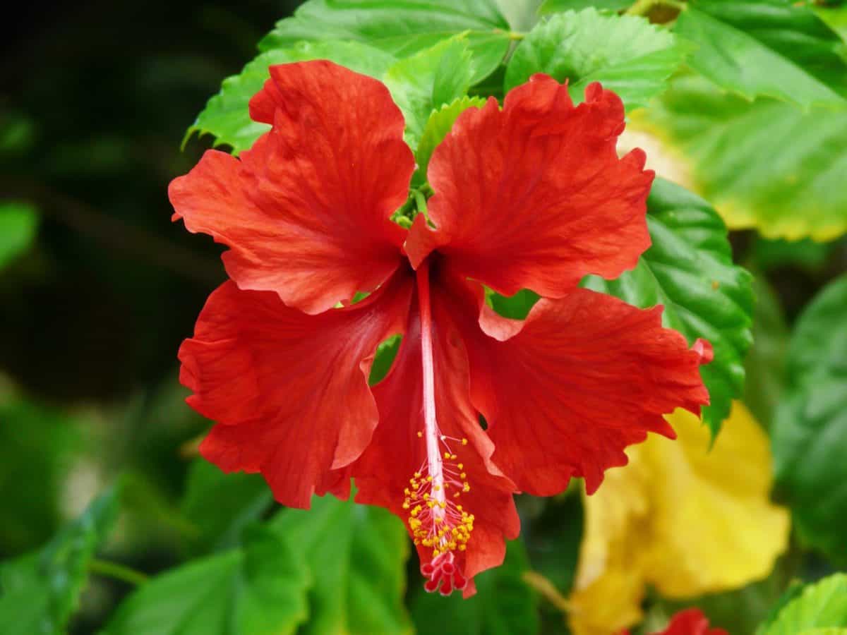 Hibiscus červený kvet, list, Záhrada, leto, príroda, kvetina, piestik, makro