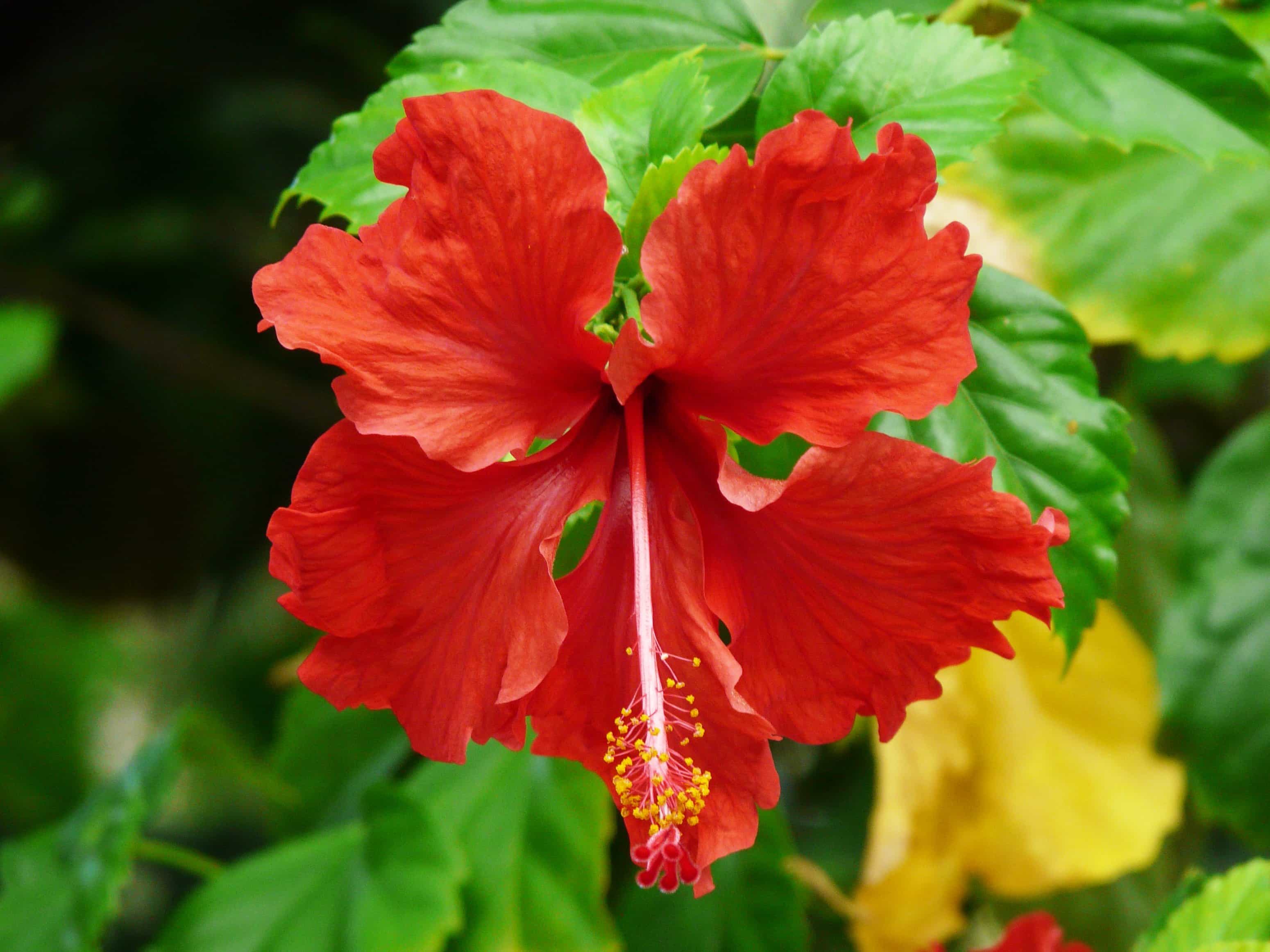 フリー写真画像 ハイビスカス 赤い花 リーフ 庭 夏 自然 花 雌しべ マクロ