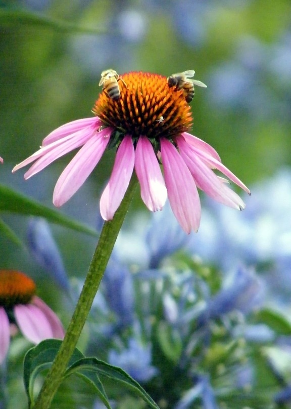 verano, abeja, insecto, macro, hoja, flor, jardín, naturaleza