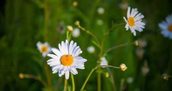 Free picture: plant, meadow, nature, chamomile, summer, spring, flower ...