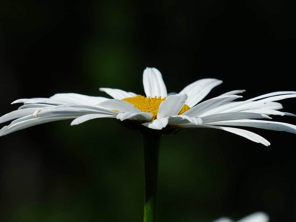 Daisy light