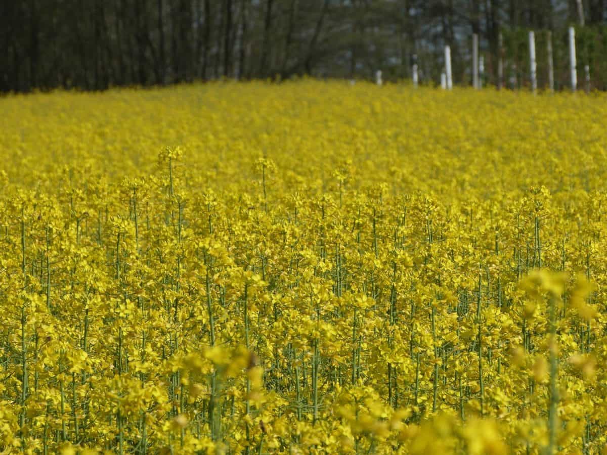 flower, agriculture, field, landscape, rapeseed, oilseed, outdoor