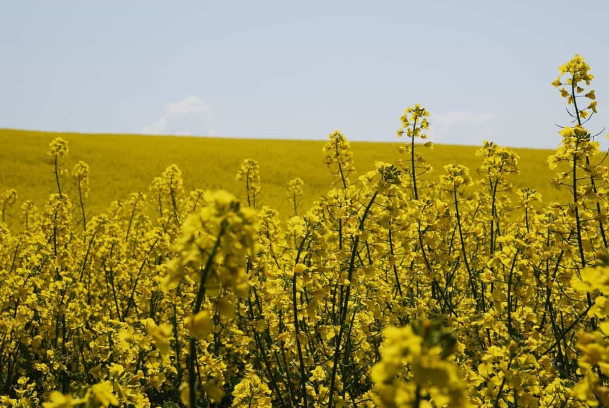 agriculture, field, rapeseed, nature, flora, flower
