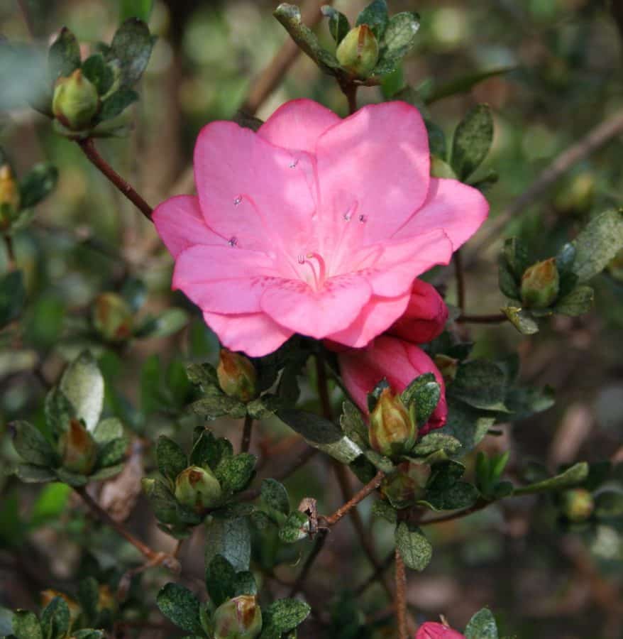 rosal silvestre, arbusto, macro, hoja, naturaleza, flora, flor, jardín
